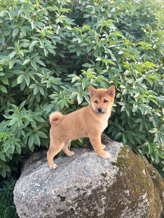 Shiba Inu Puppies, Champion Bloodline (Available Now) media 6