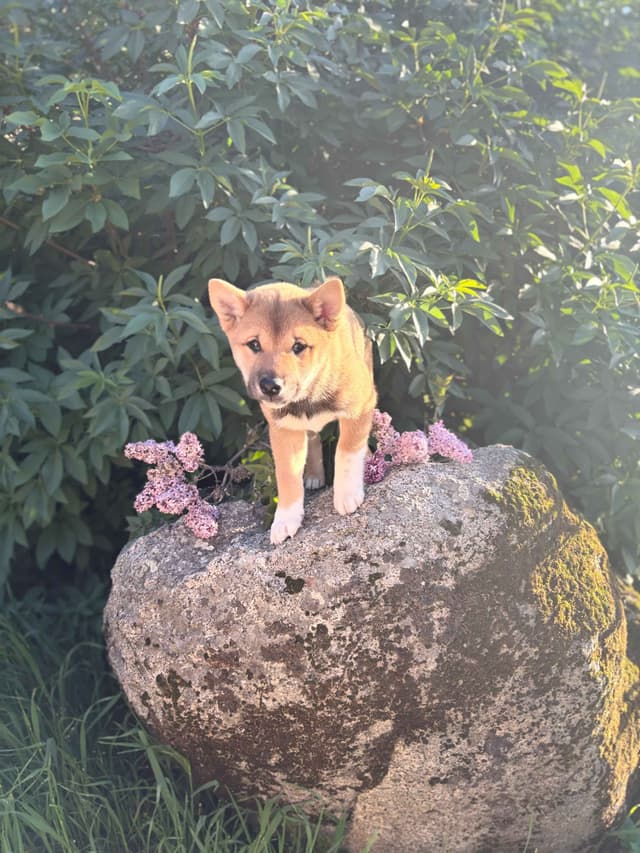 Shiba Inu Puppies, Champion Bloodline (Available Now) media 11