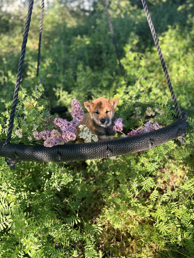 Shiba Inu Puppies, Champion Bloodline (Available Now) media 12