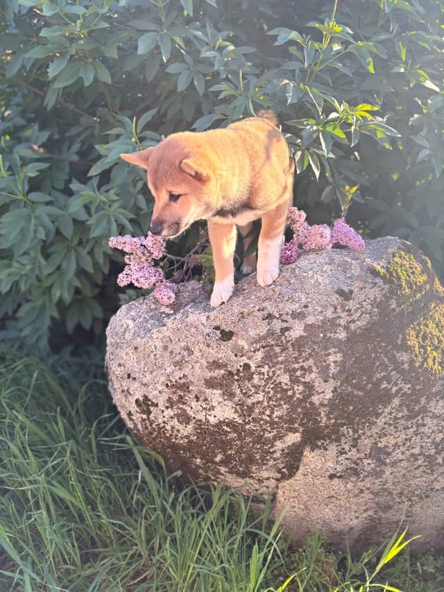Shiba Inu Puppies, Champion Bloodline (Available Now) media 13