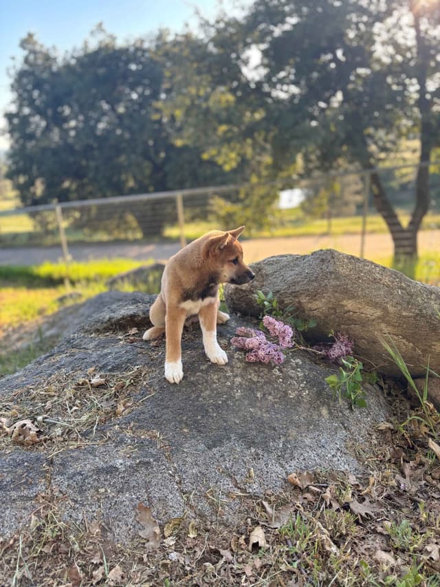 Shiba Inu Puppies, Champion Bloodline (Available Now) media 14