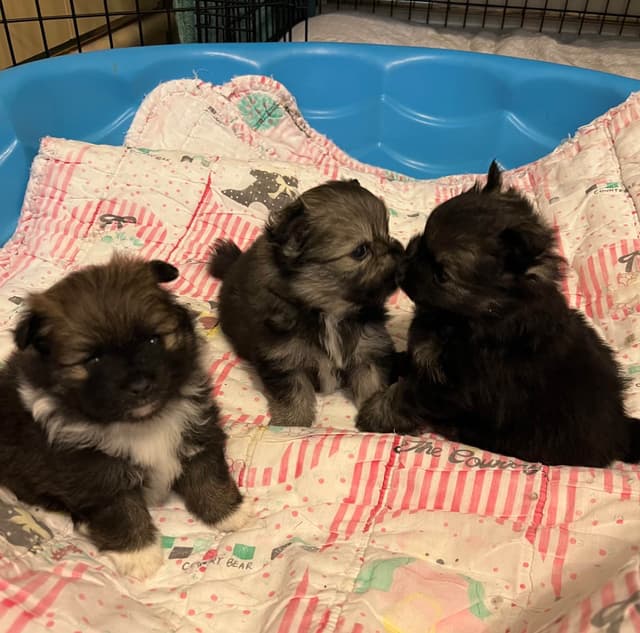 Pomeranian Puppies media 2