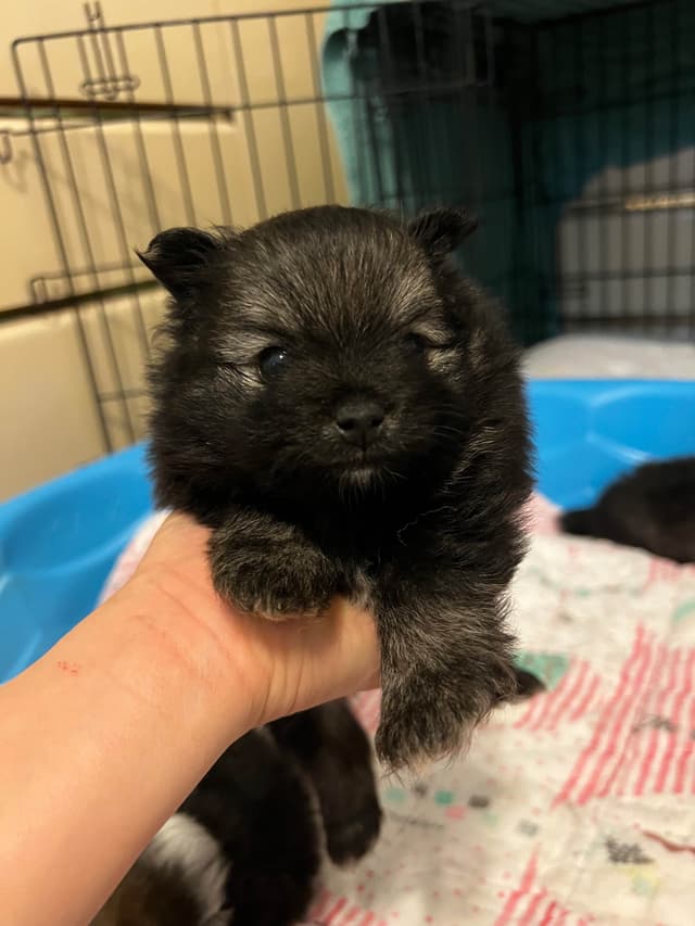 Pomeranian Puppies media 3