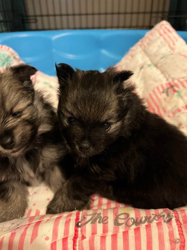 Pomeranian Puppies media 4