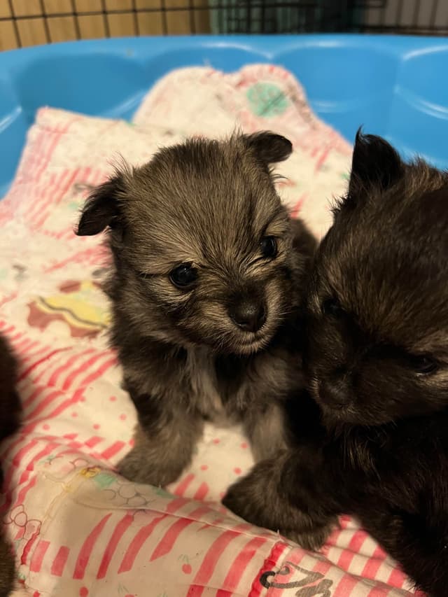 Pomeranian Puppies media 5
