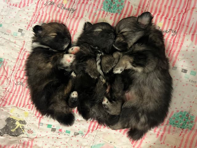 Pomeranian Puppies media 6