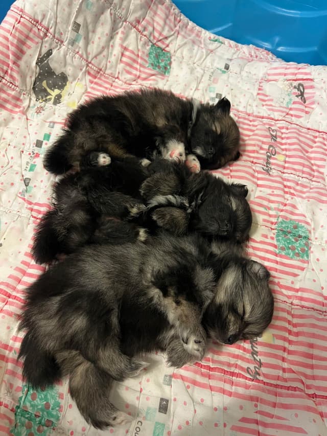 Pomeranian Puppies media 7