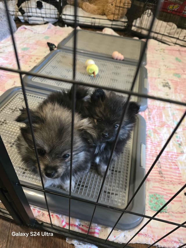 Pomeranian Puppies media 8