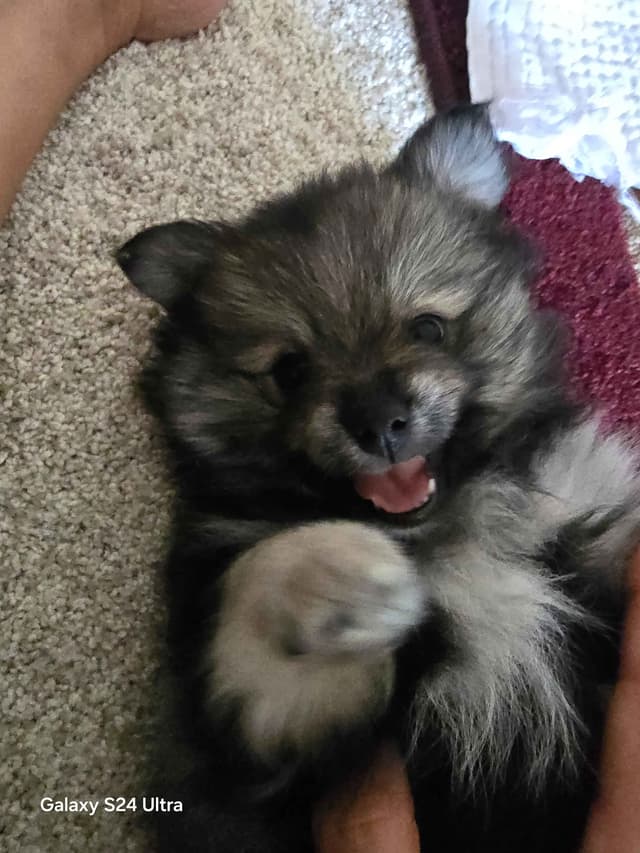 Pomeranian Puppies media 9