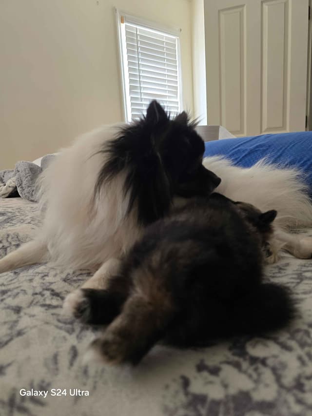 Pomeranian Puppies media 10
