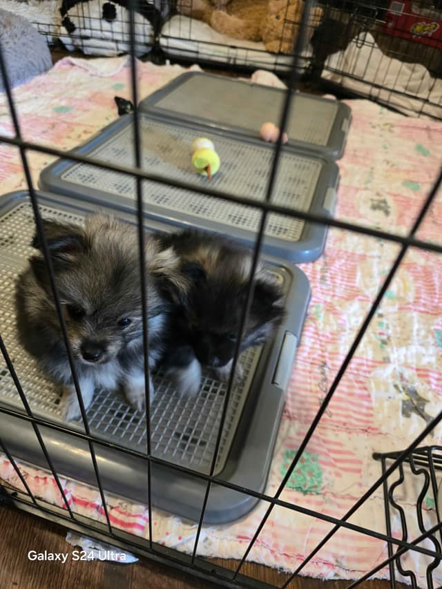 Pomeranian Puppies media 11