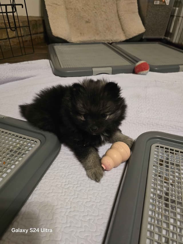 Pomeranian Puppies media 12
