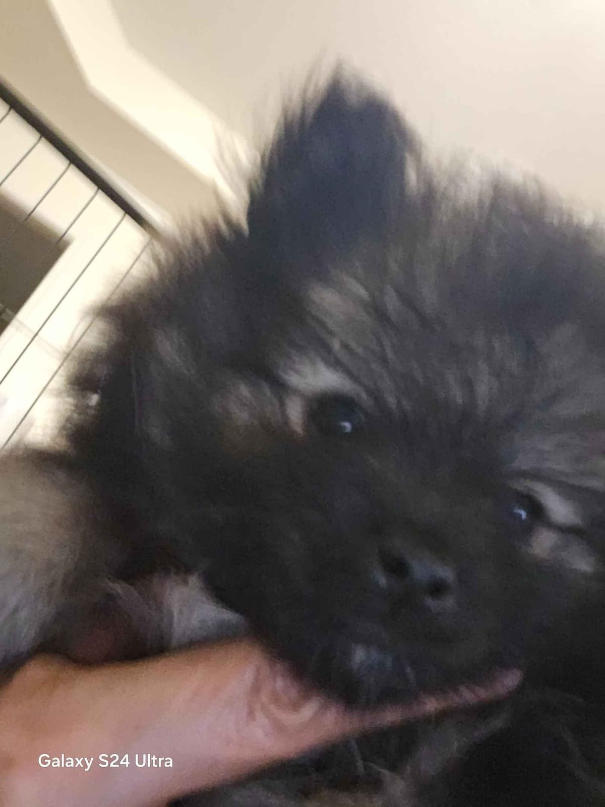 Pomeranian Puppies breeder image 1