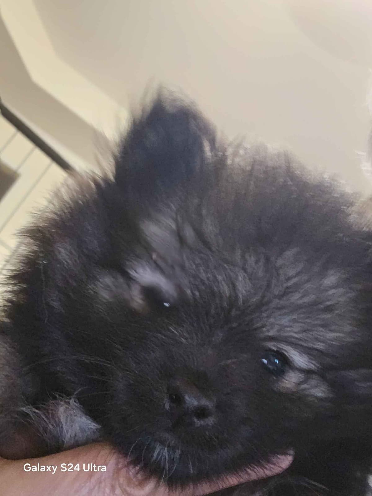 Pomeranian Puppies breeder image 3