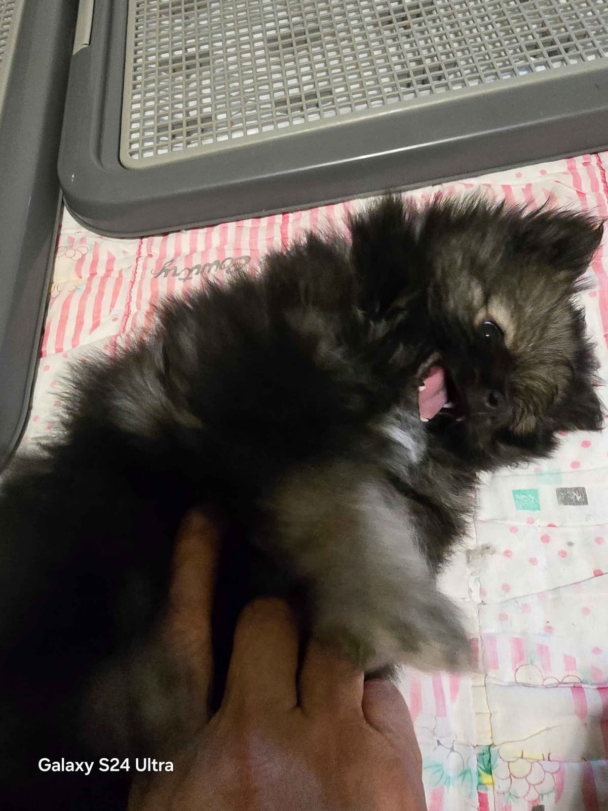 Pomeranian Puppies breeder image 5