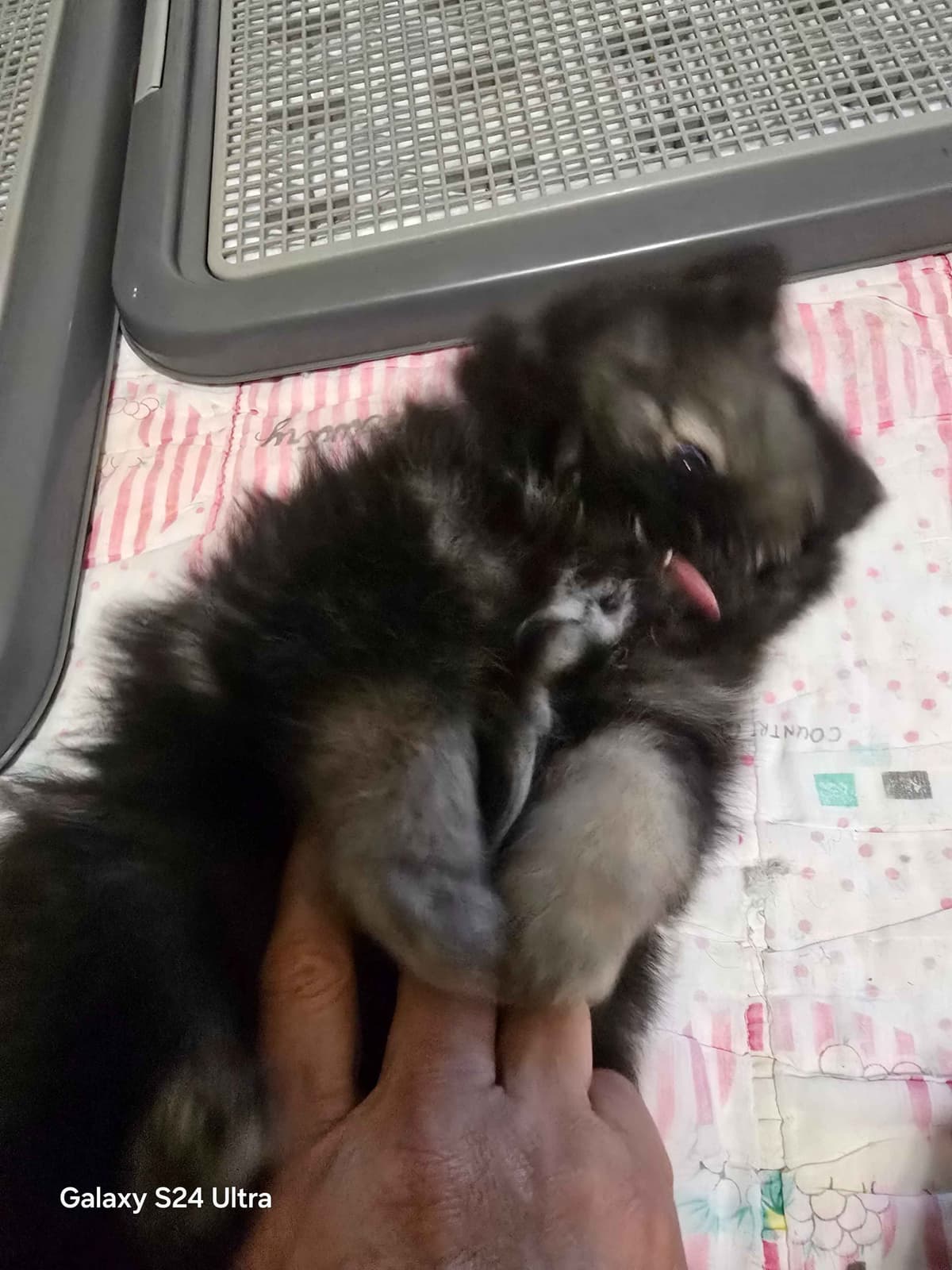 Pomeranian Puppies breeder image 6
