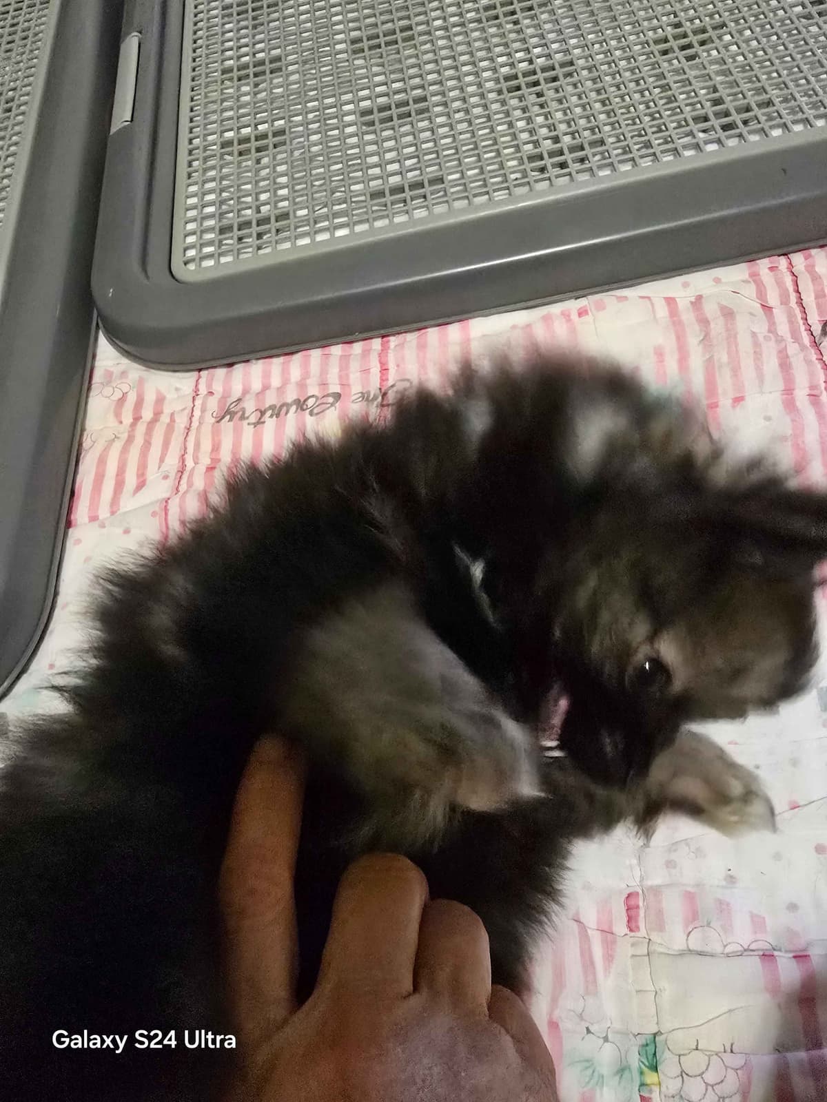 Pomeranian Puppies breeder image 4
