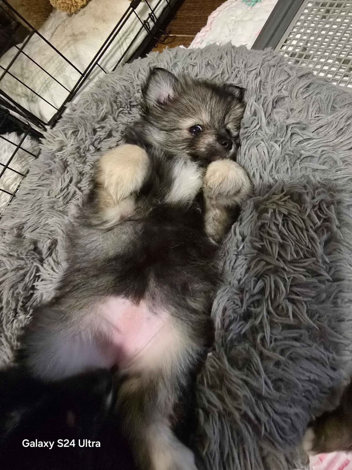 Pomeranian Puppies breeder image 8