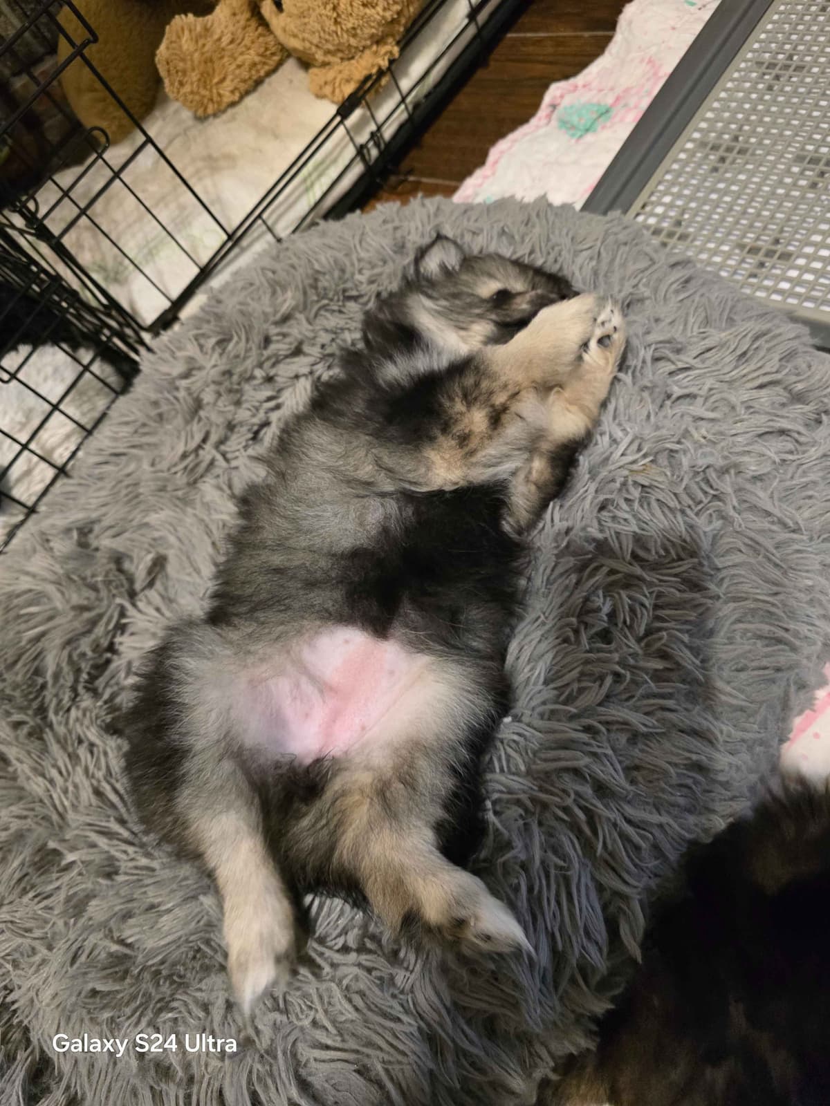 Pomeranian Puppies breeder image 11
