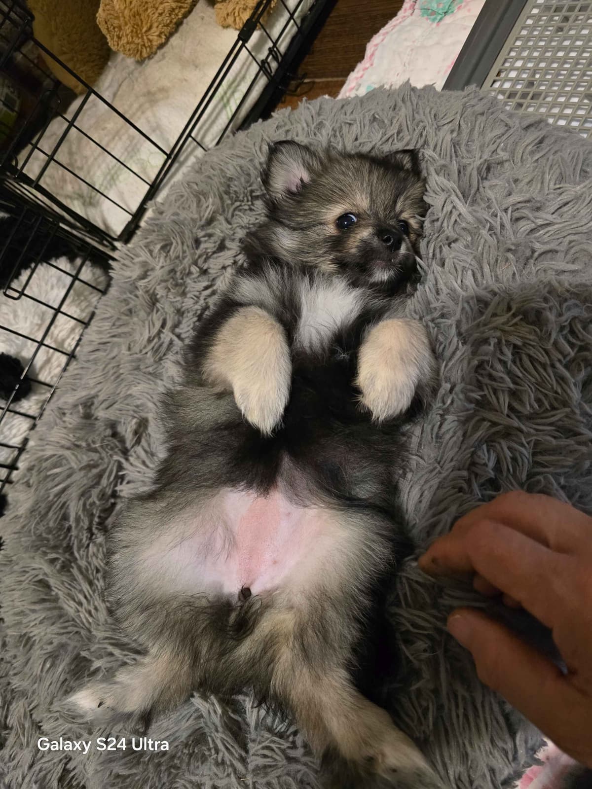 Pomeranian Puppies breeder image 9