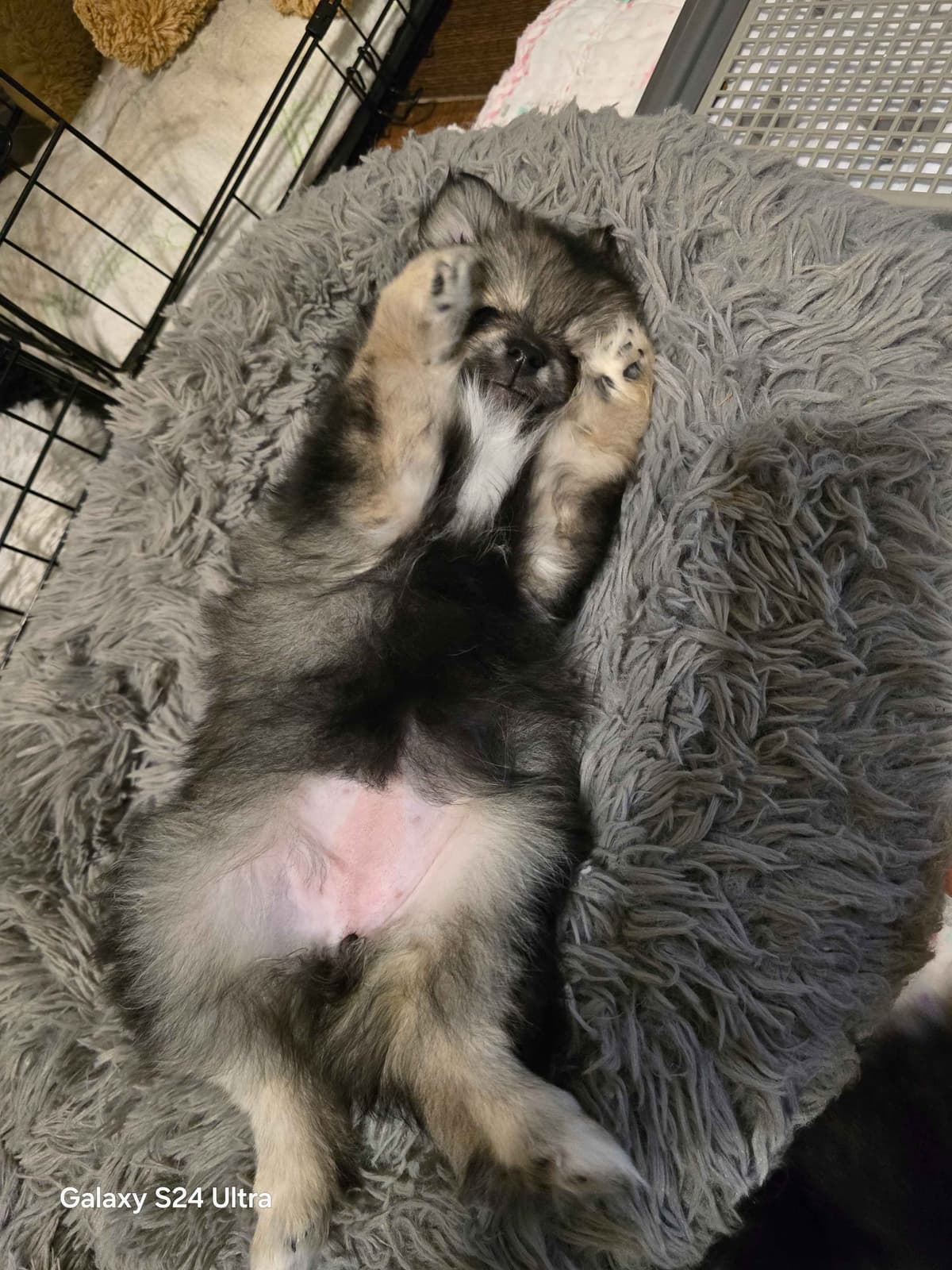 Pomeranian Puppies breeder image 12