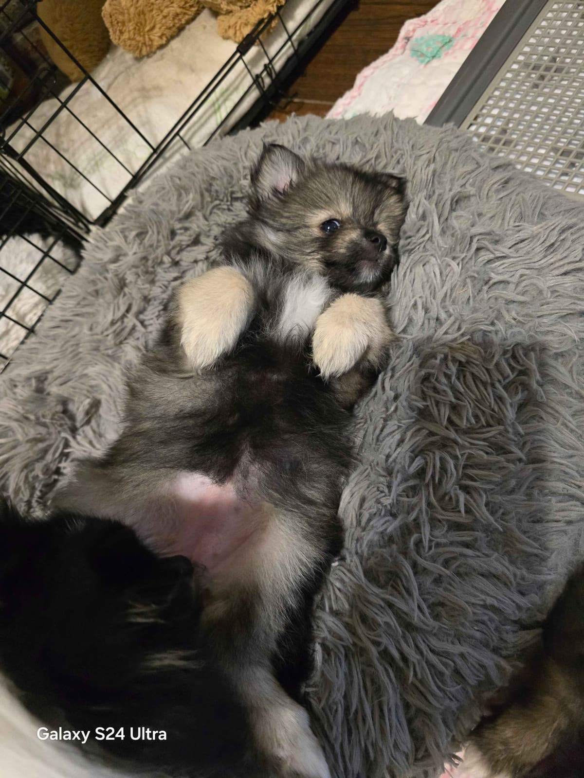 Pomeranian Puppies breeder image 14
