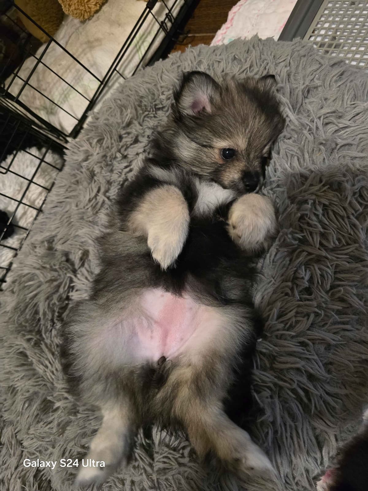 Pomeranian Puppies breeder image 13