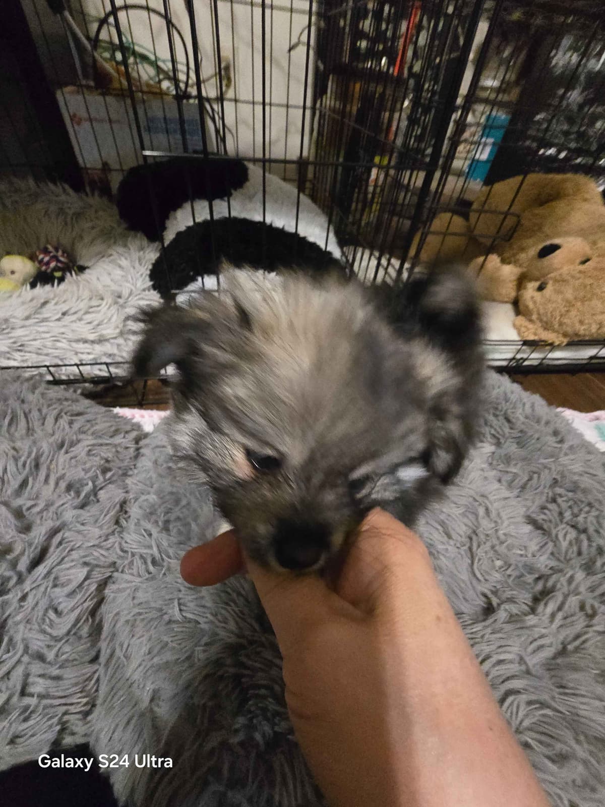 Pomeranian Puppies breeder image 10