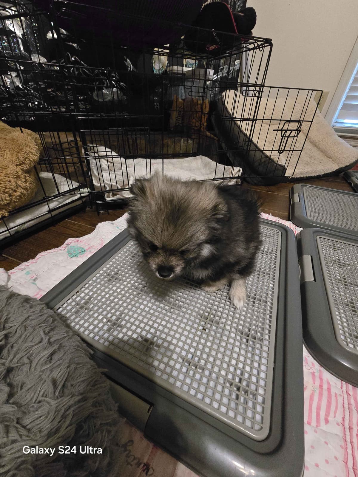 Pomeranian Puppies breeder image 15