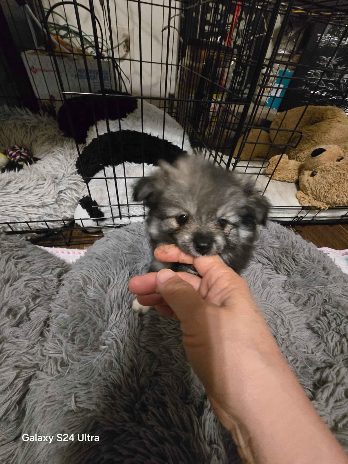 Pomeranian Puppies breeder image 16