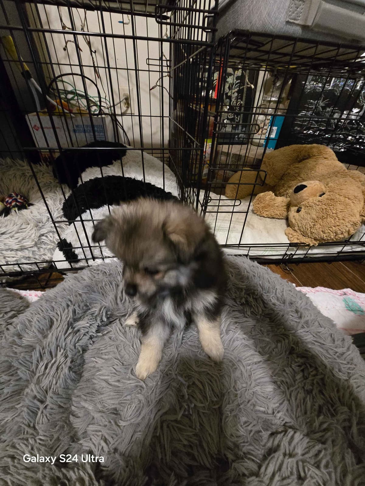 Pomeranian Puppies breeder image 17