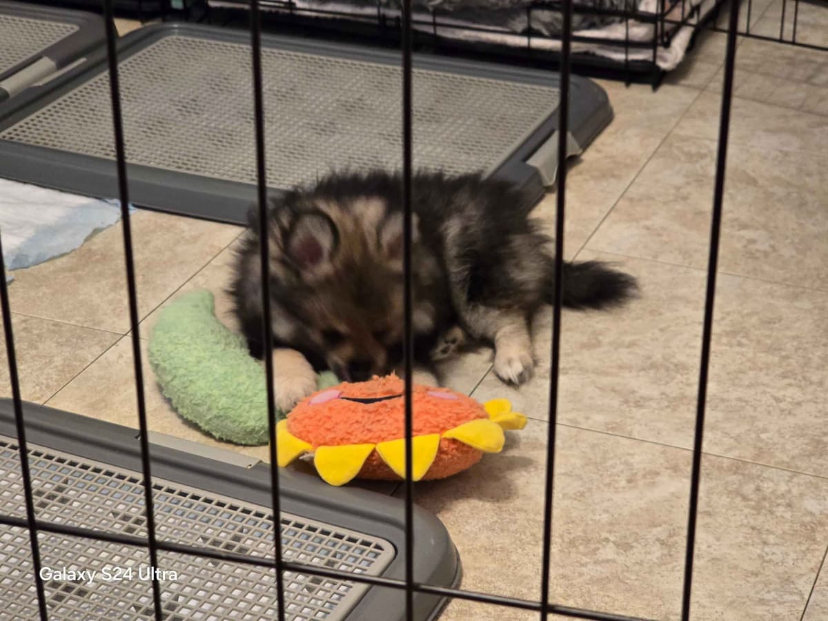 Pomeranian Puppies breeder image 18