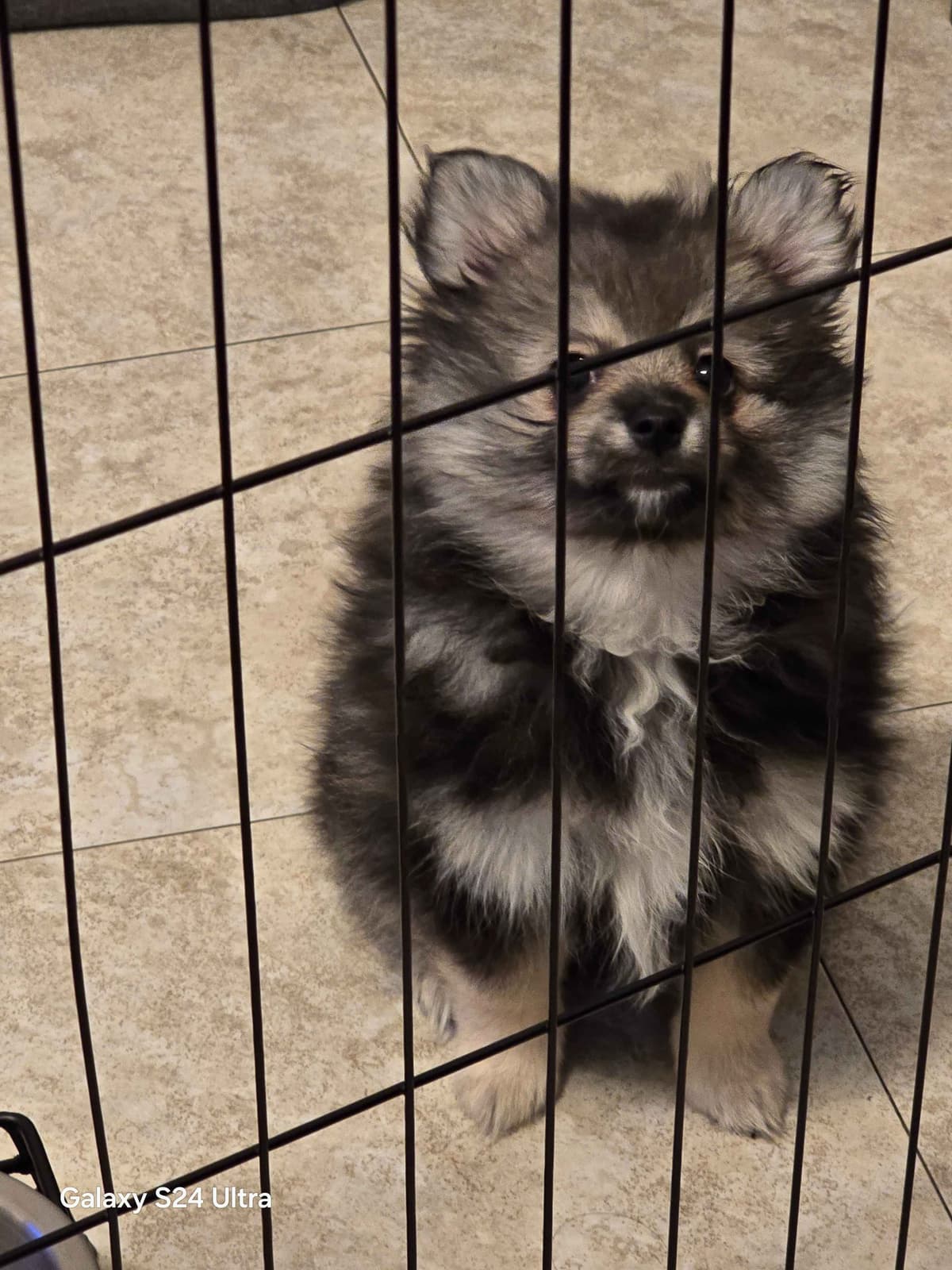 Pomeranian Puppies breeder image 19