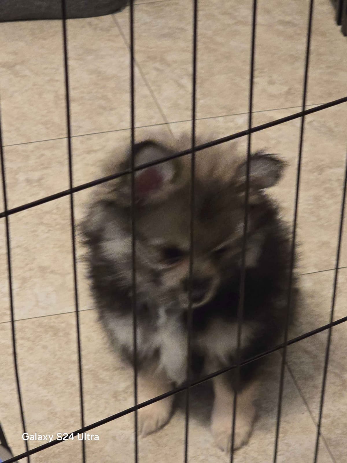 Pomeranian Puppies breeder image 20