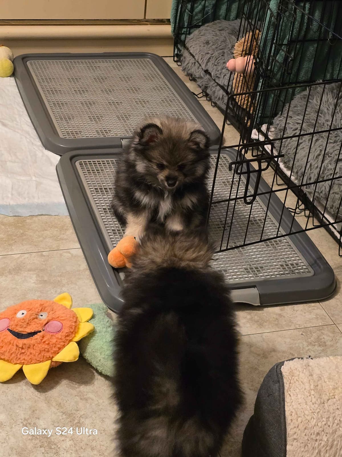 Pomeranian Puppies breeder image 21