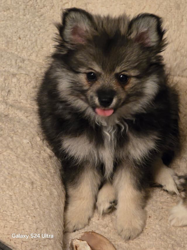 Pomeranian Puppies media 13
