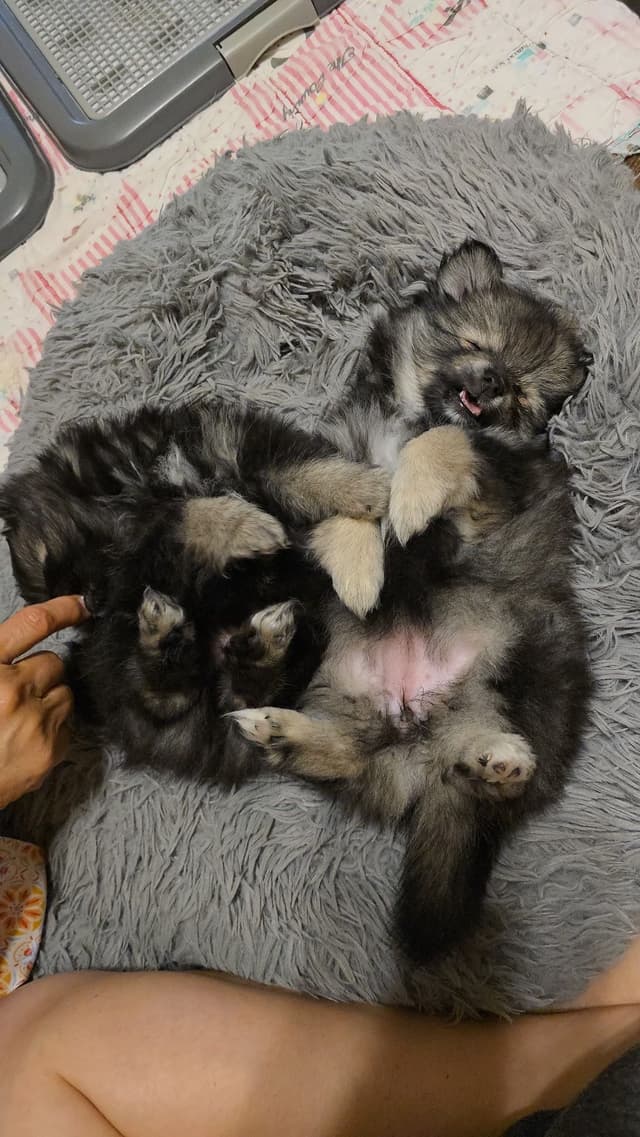 Pomeranian Puppies media 14