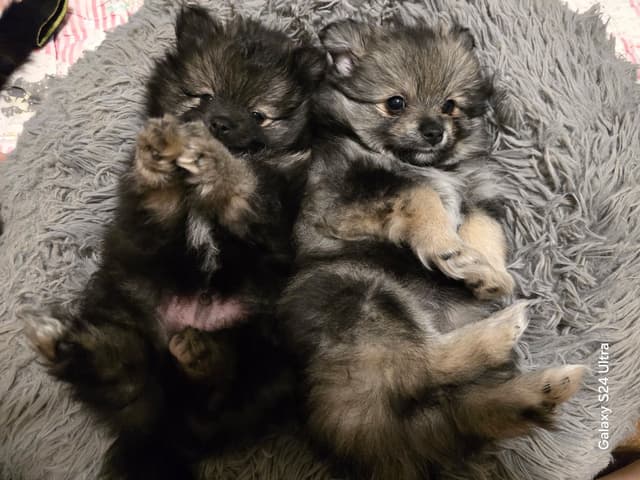 Pomeranian Puppies media 16