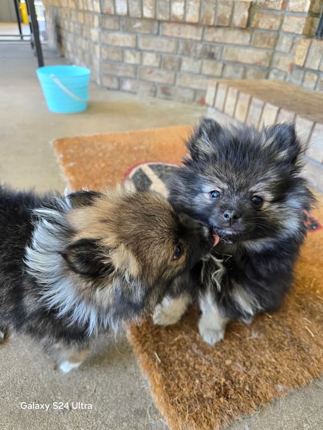 Pomeranian Puppies media 17