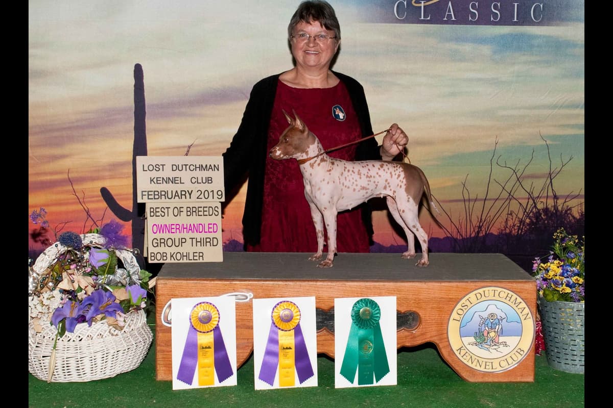 American Hairless Terrier Puppies breeder image 2
