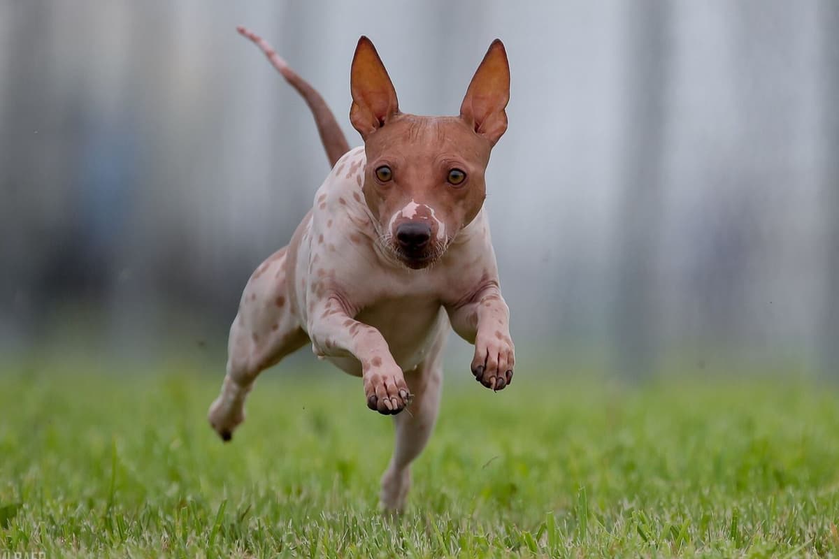 American Hairless Terrier Puppies breeder image 1