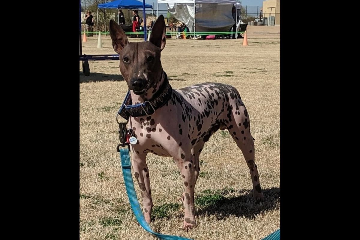 American Hairless Terrier Puppies breeder image 4
