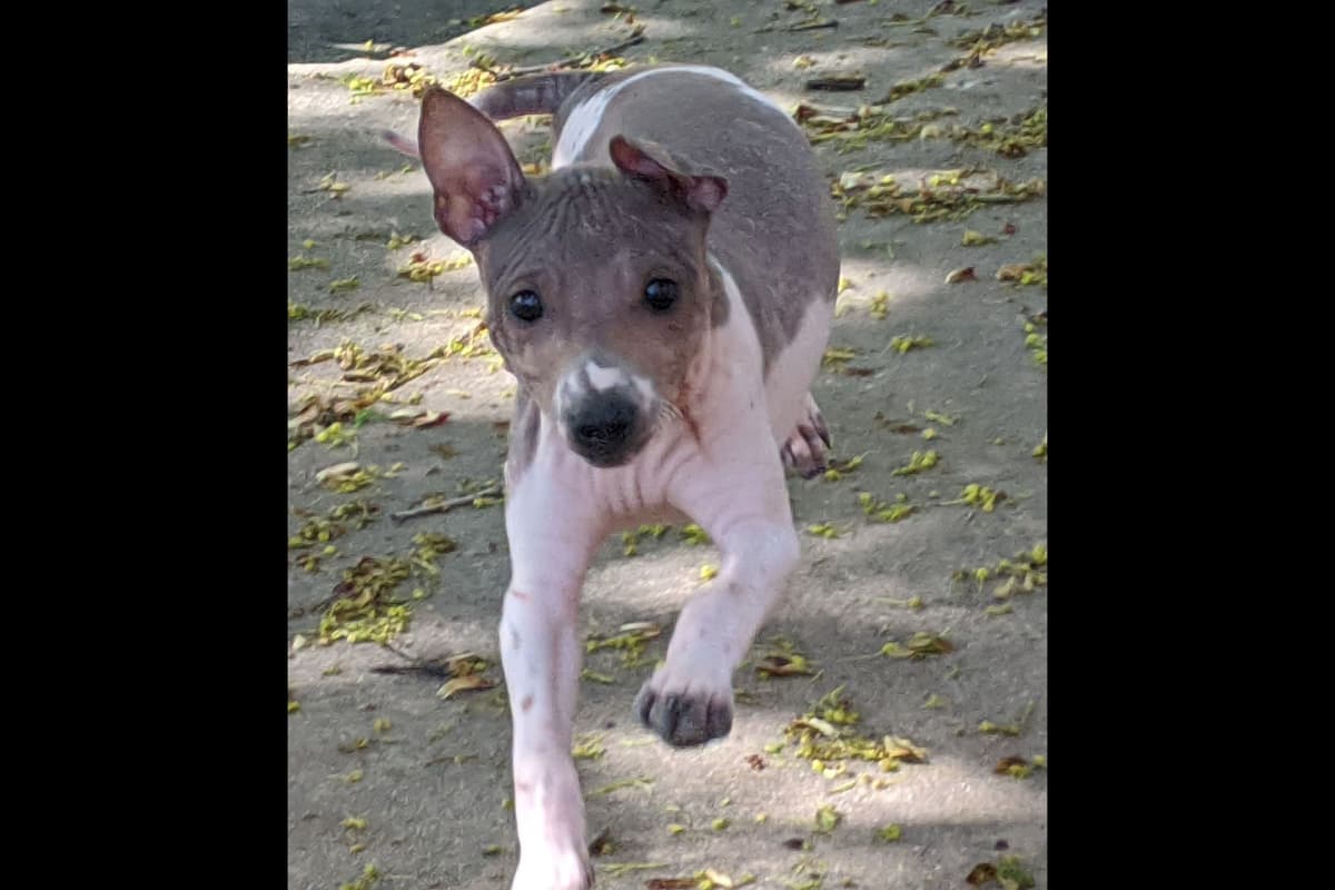 American Hairless Terrier Puppies breeder image 7