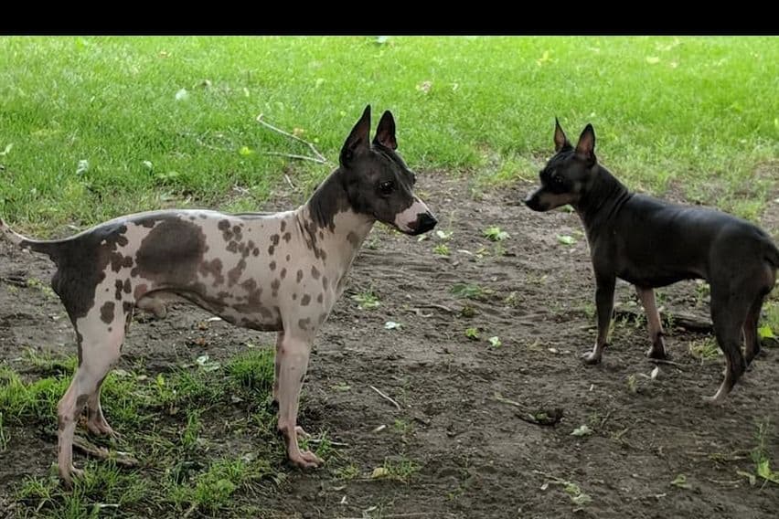 American Hairless Terrier Puppies breeder image 8