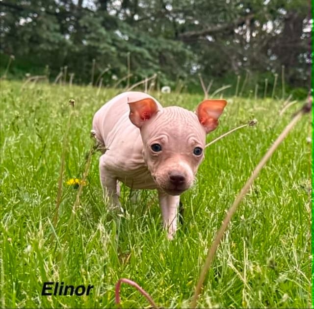 American Hairless Terrier Puppies media 2