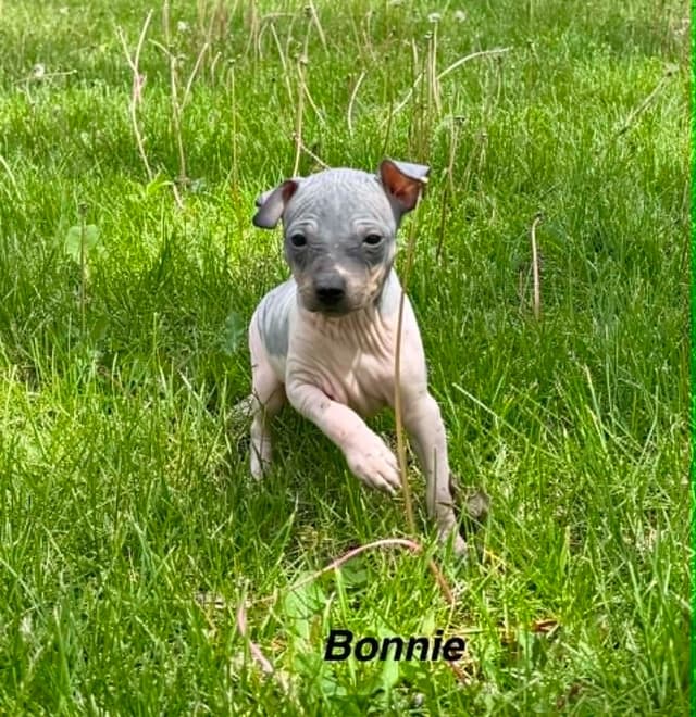 American Hairless Terrier Puppies media 3