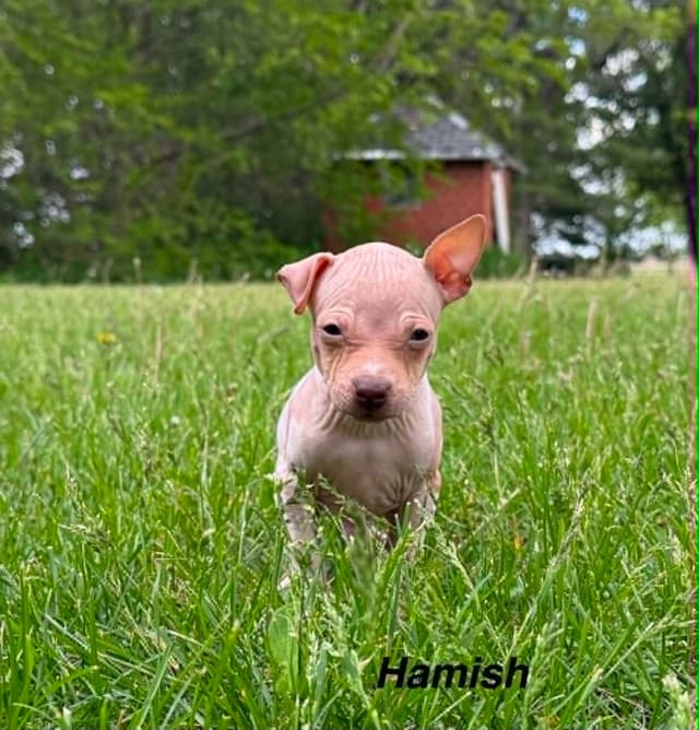 American Hairless Terrier Puppies media 4