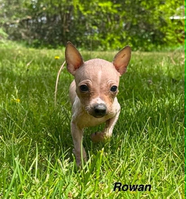 American Hairless Terrier Puppies media 5