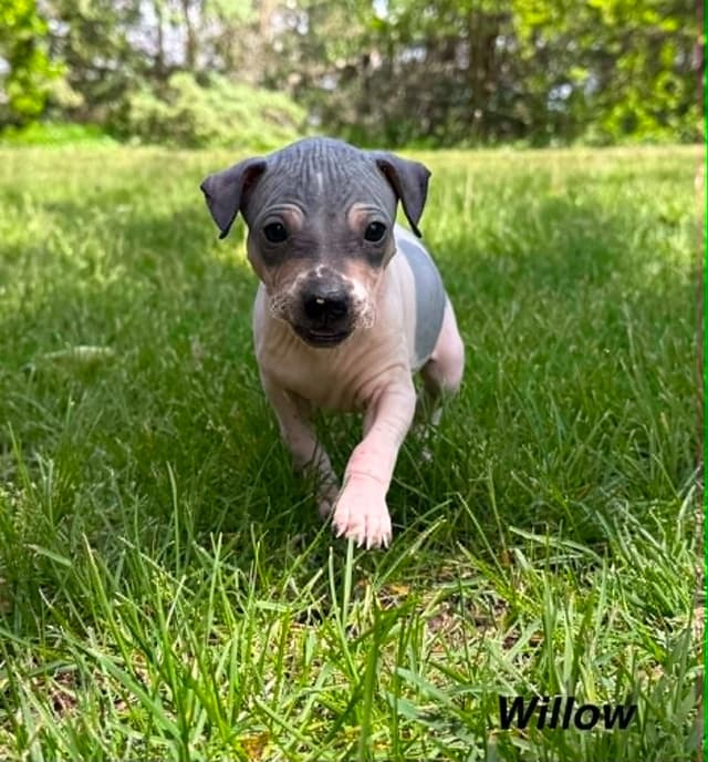American Hairless Terrier Puppies media 7
