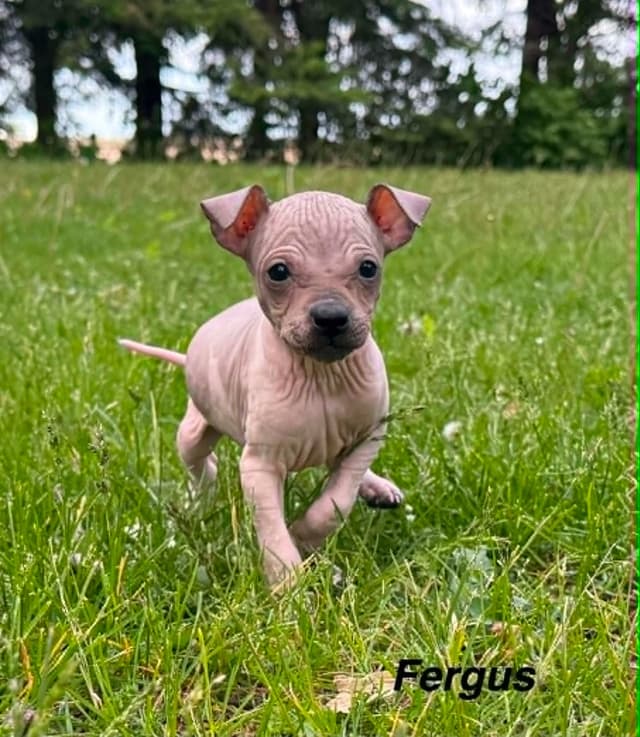 American Hairless Terrier Puppies media 6